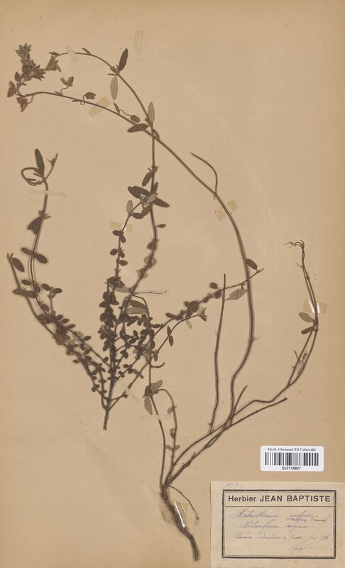 Helianthemum vulgare (Cistaceae)