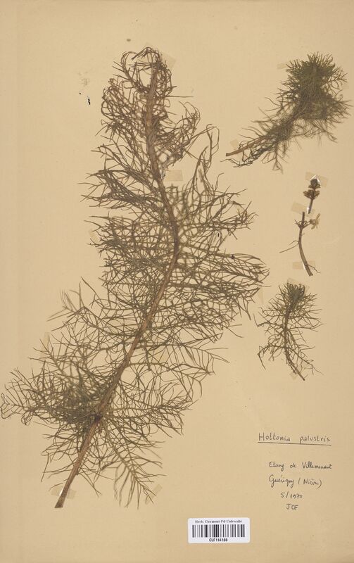Hottonia palustris (Primulaceae)