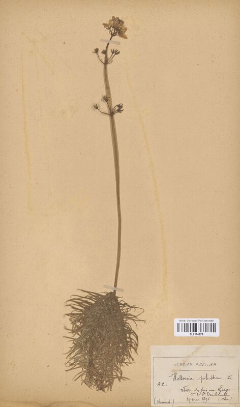 Hottonia palustris (Primulaceae)