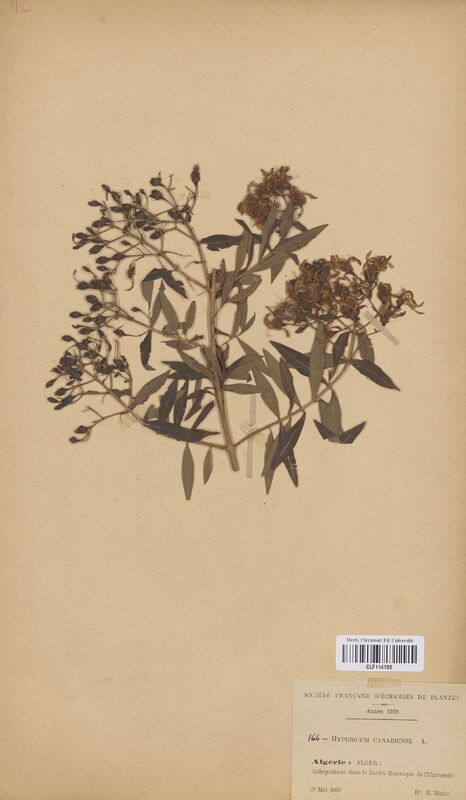 Hypericum canariense (Hypericaceae)