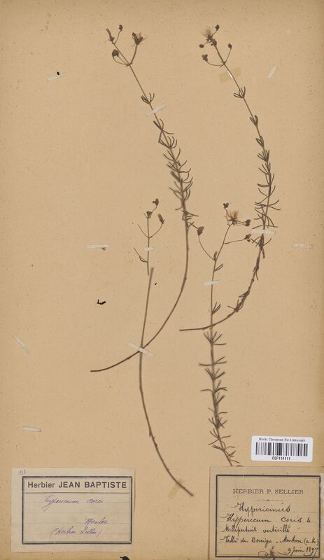 Hypericum coris (Hypericaceae)
