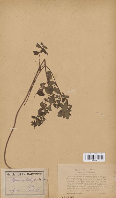 Hypericum desetangsii (Hypericaceae)