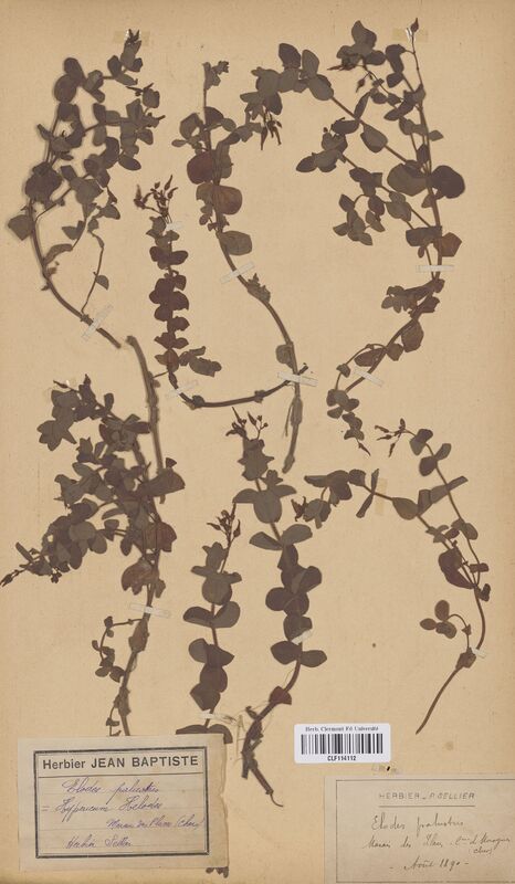 Hypericum elodes (Hypericaceae)