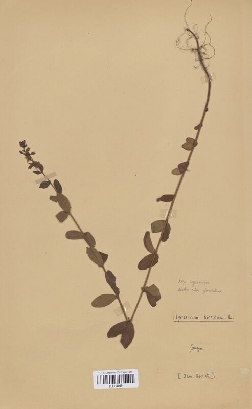 Hypericum hirsutum (Hypericaceae)