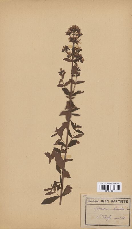 Hypericum hirsutum (Hypericaceae)