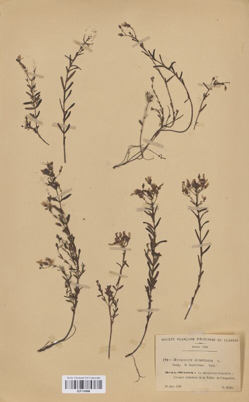 Hypericum humifusum linarifolium (Hypericaceae)
