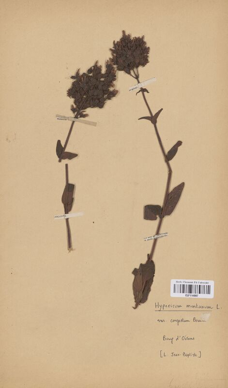 Hypericum montanum congestum (Hypericaceae)