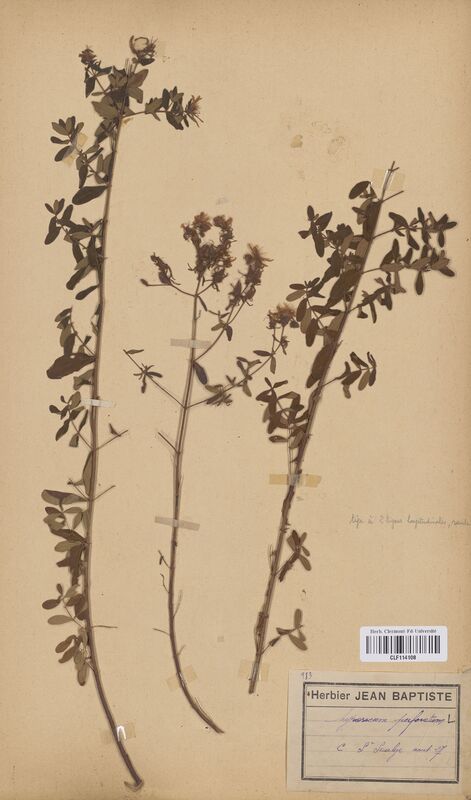 Hypericum perforatum (Hypericaceae)