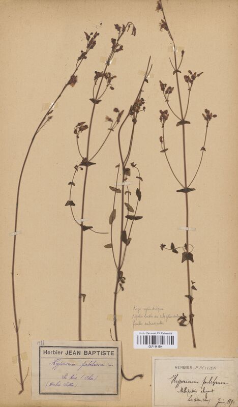 Hypericum pulchrum (Hypericaceae)