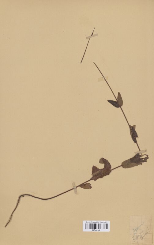Hypericum quadrangulum (Hypericaceae)
