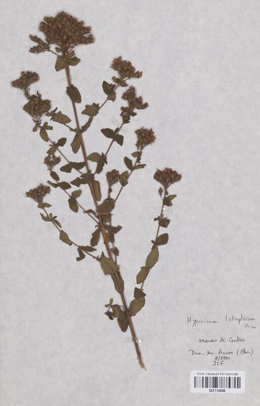 Hypericum tetrapterum (Hypericaceae)