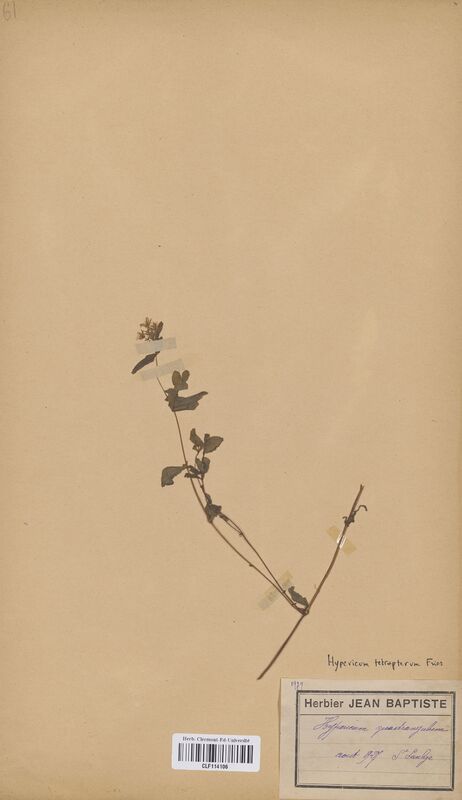Hypericum tetrapterum (Hypericaceae)