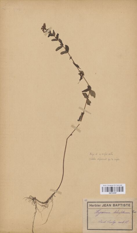 Hypericum tetrapterum (Hypericaceae)