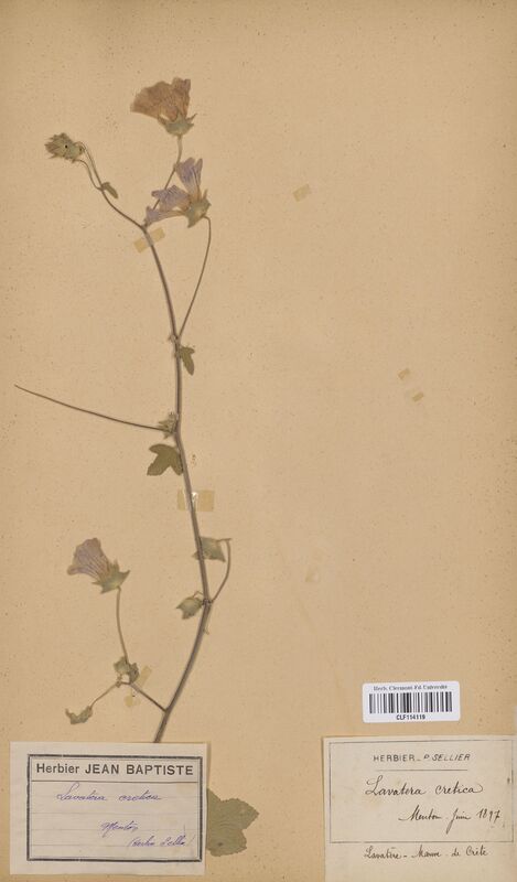 Lavatera cretica (Malvaceae)