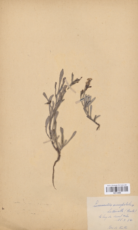Limonastrum monopetalum (Plumbaginaceae)