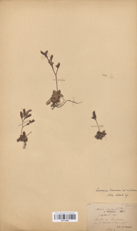 Limonium binervosum dodartii (Plumbaginaceae)