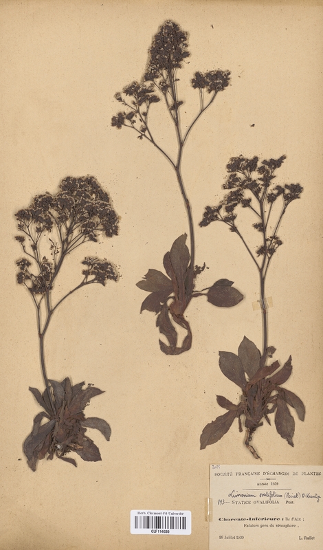 Limonium ovalifolium (Plumbaginaceae)