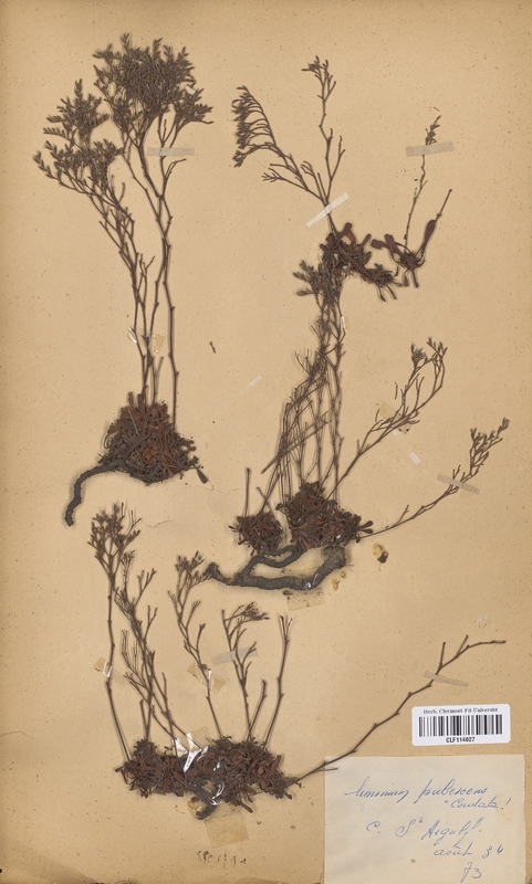 Limonium pubescens cordata (Plumbaginaceae)
