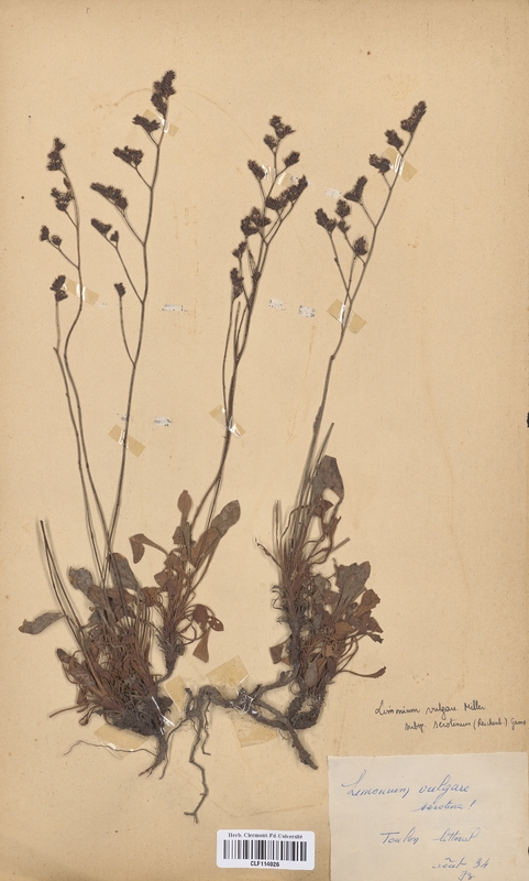 Limonium vulgare serotina (Plumbaginaceae)