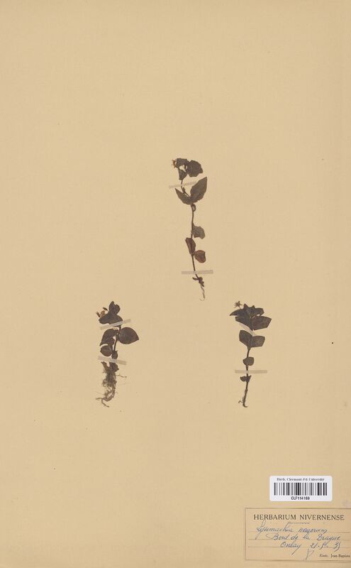 Lysimachia nemorum (Primulaceae)