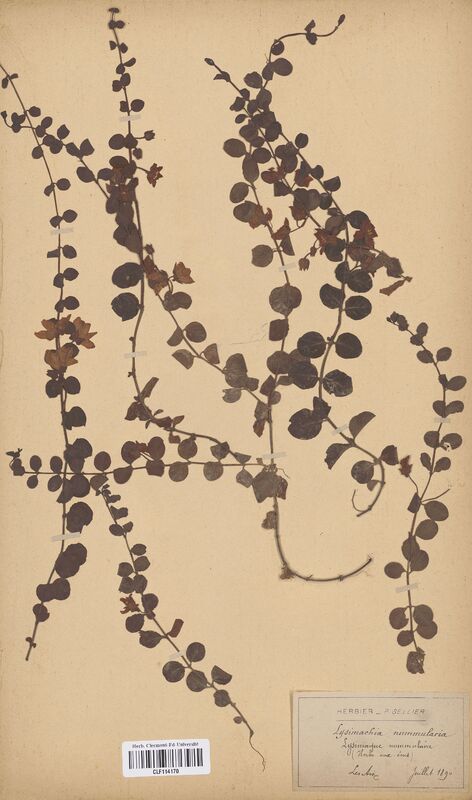 Lysimachia nummularia (Primulaceae)