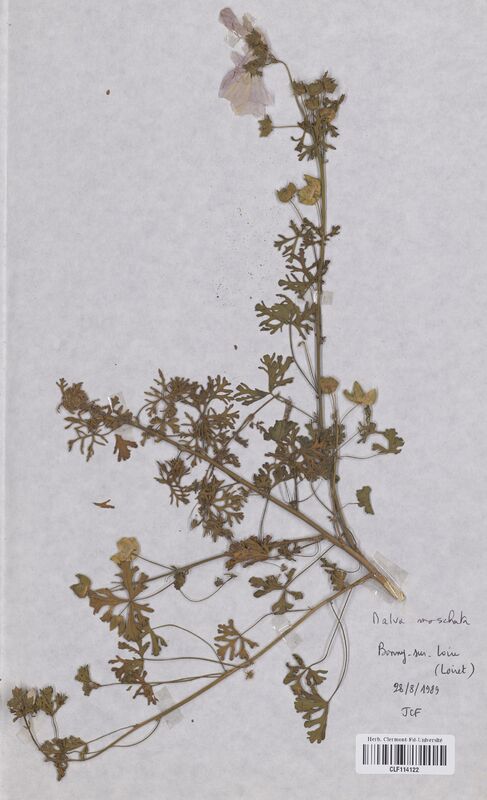 Malva moschata (Malvaceae)