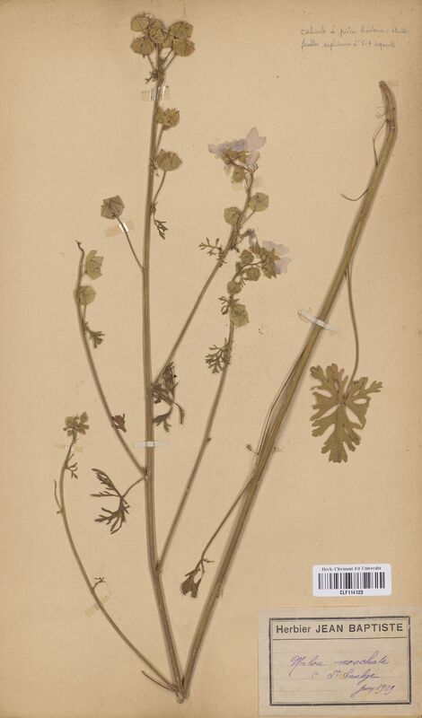 Malva moschata (Malvaceae)