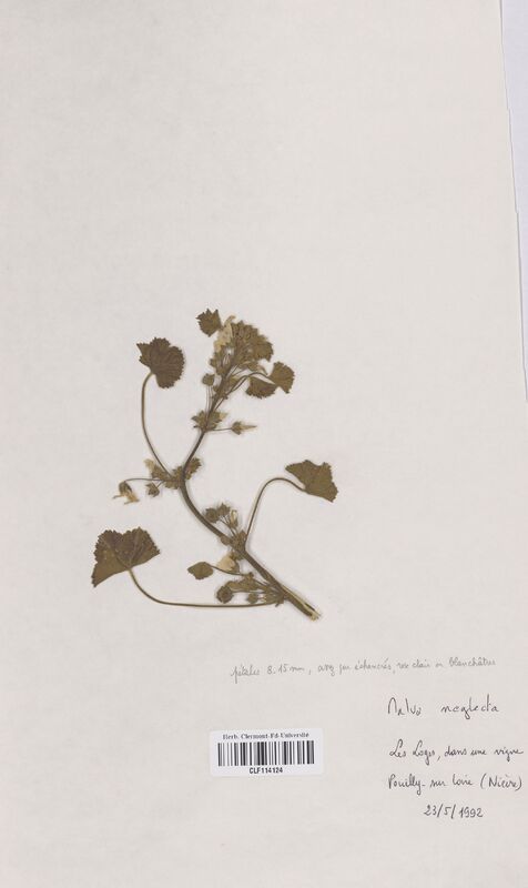 Malva neglecta (Malvaceae)