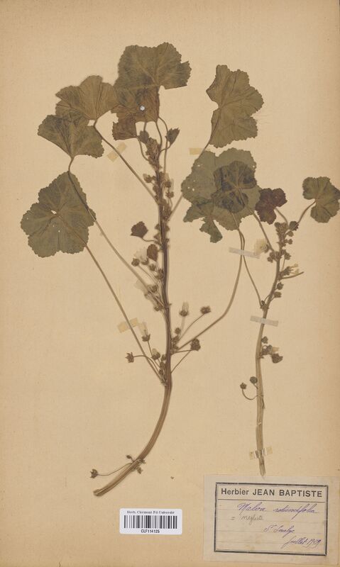 Malva rotundifolia (Malvaceae)