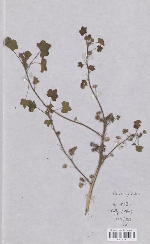 Malva sylvestris (Malvaceae)