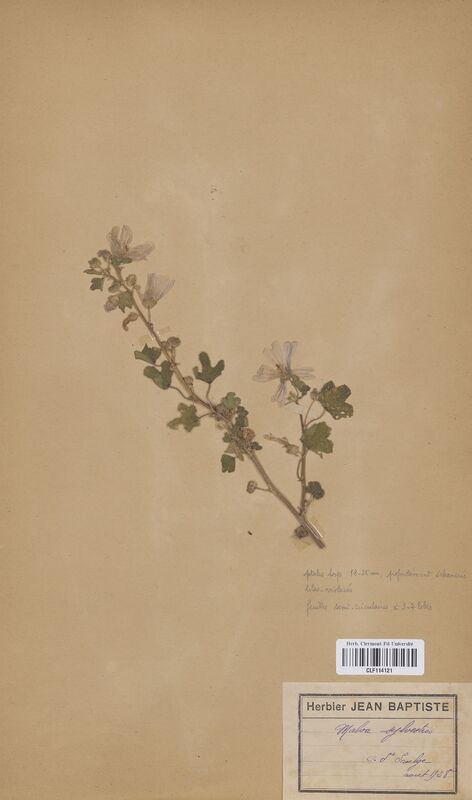 Malva sylvestris (Malvaceae)