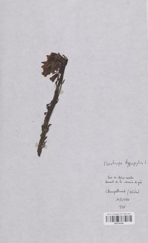 Monotropa hypopitys (Ericaceae)
