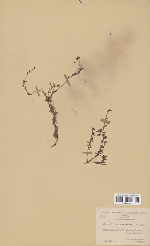 Oxycoccos quadripetala (Ericaceae)