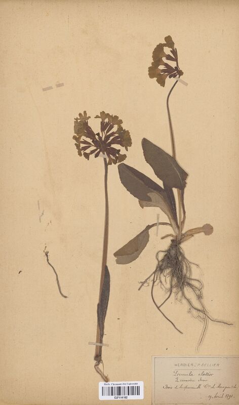 Primula elatior (Primulaceae)