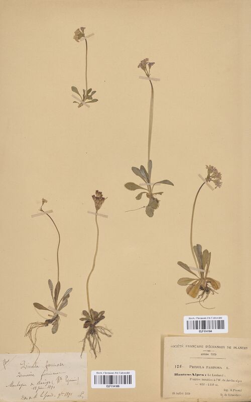 Primula farinosa (Primulaceae)