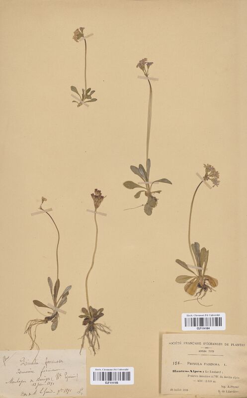 Primula farinosa (Primulaceae)