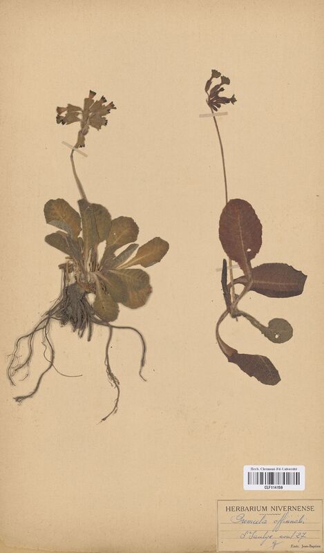 Primula officinalis (Primulaceae)
