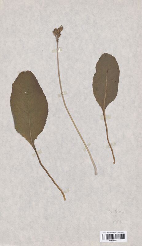 Primula veris (Primulaceae)