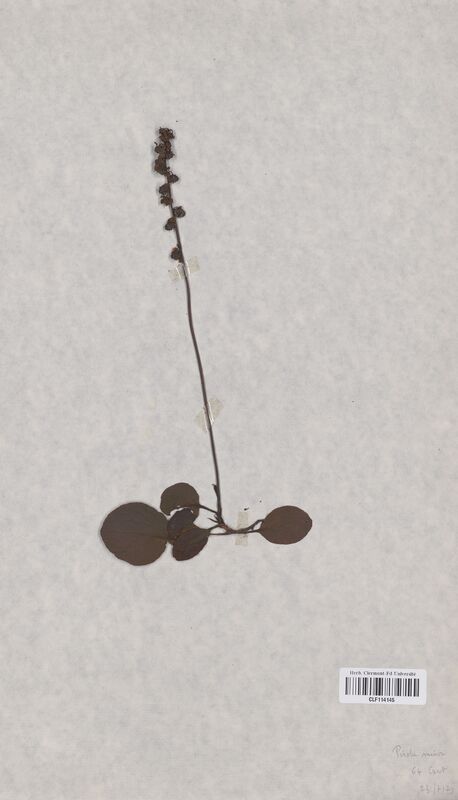Pyrola minor (Ericaceae)
