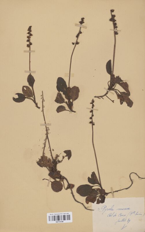 Pyrola minor (Ericaceae)