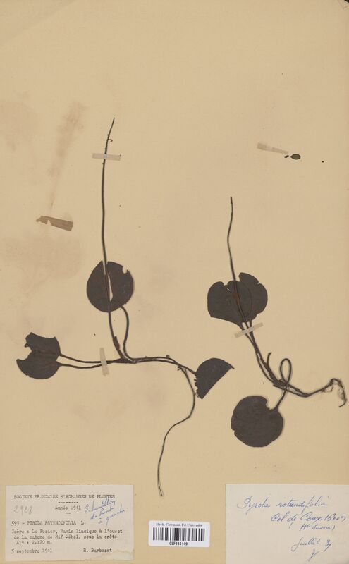 Pyrola rotundifolia (Ericaceae)