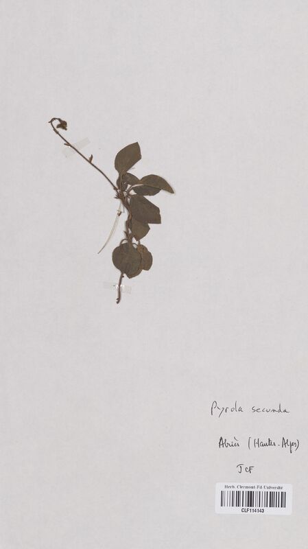 Pyrola secunda (Ericaceae)