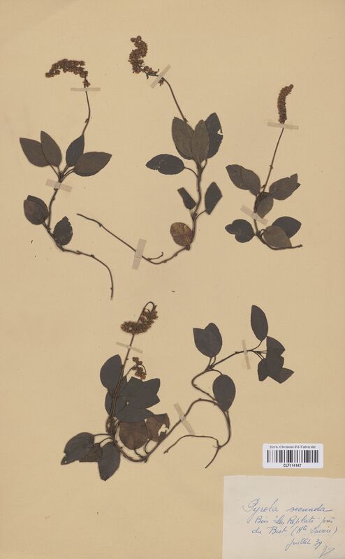 Pyrola secunda (Pyrolaceae)