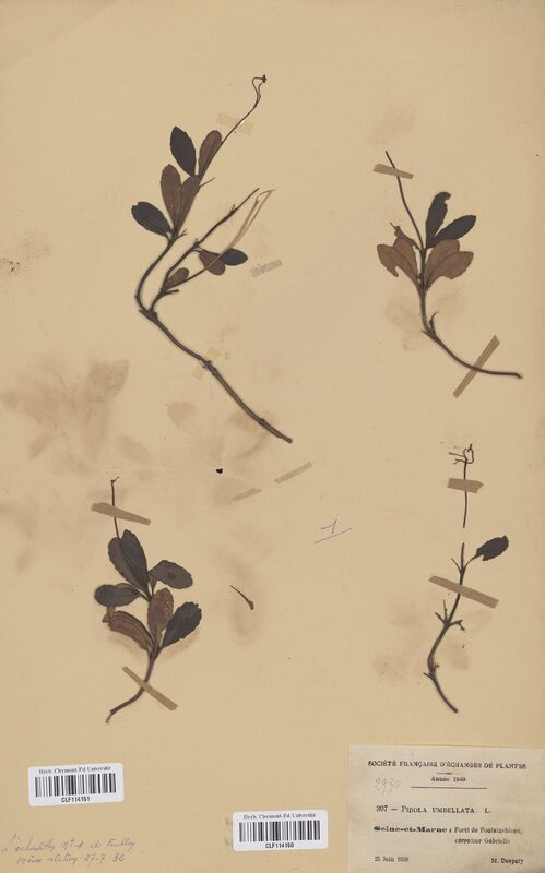Pyrola umbellata (Ericaceae)