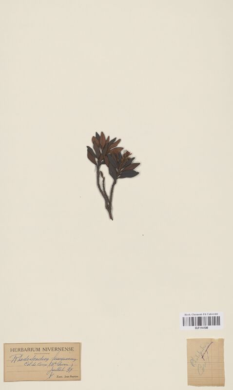 Rhododendron ferrugineum (Ericaceae)