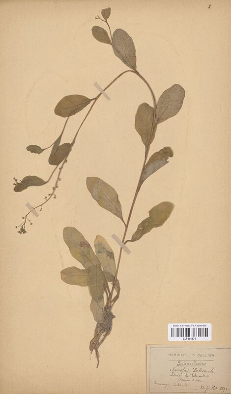 Samolus valerandi (Primulaceae)