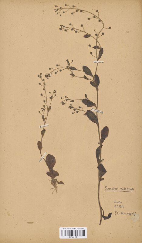 Samolus valerandi (Primulaceae)