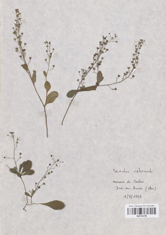 Samolus valerandi (Primulaceae)