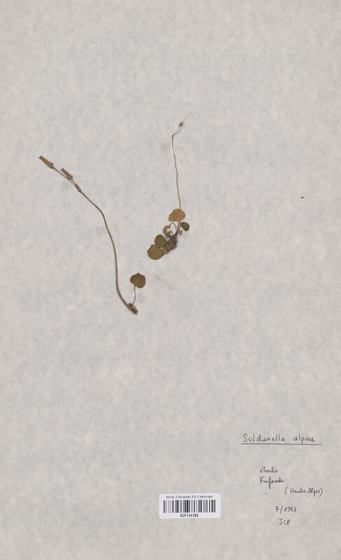 Soldanella alpina (Primulaceae)