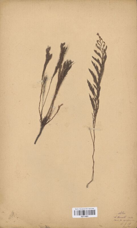 Statice montanum (Plumbaginaceae)